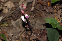 Christisonia tubulosa